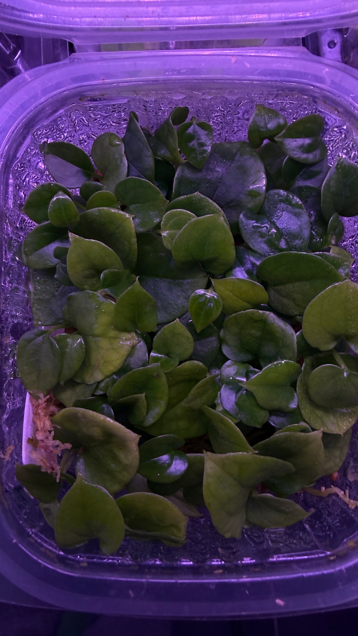 Anthurium FORT SHERMAN X DRESSLERI RG #2 S1 | Seedlings