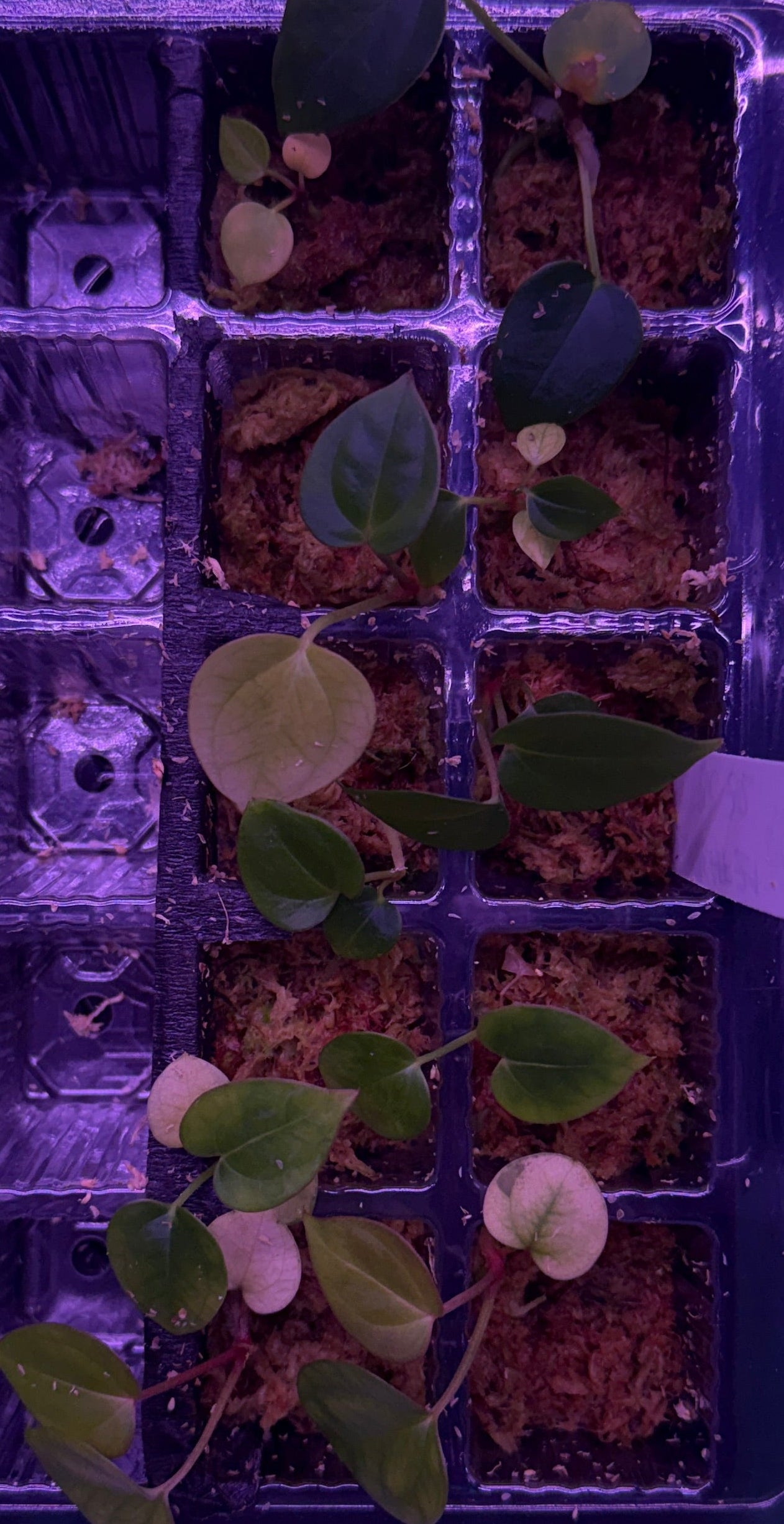 Anthurium Besseae aff X (BW x RVC) | 2 seedlings