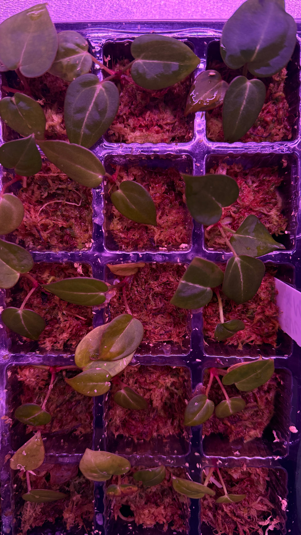 Anthurium (BLACK WIDOW X RED VELVET CAKE) X MICHELLE | 1 Seedling
