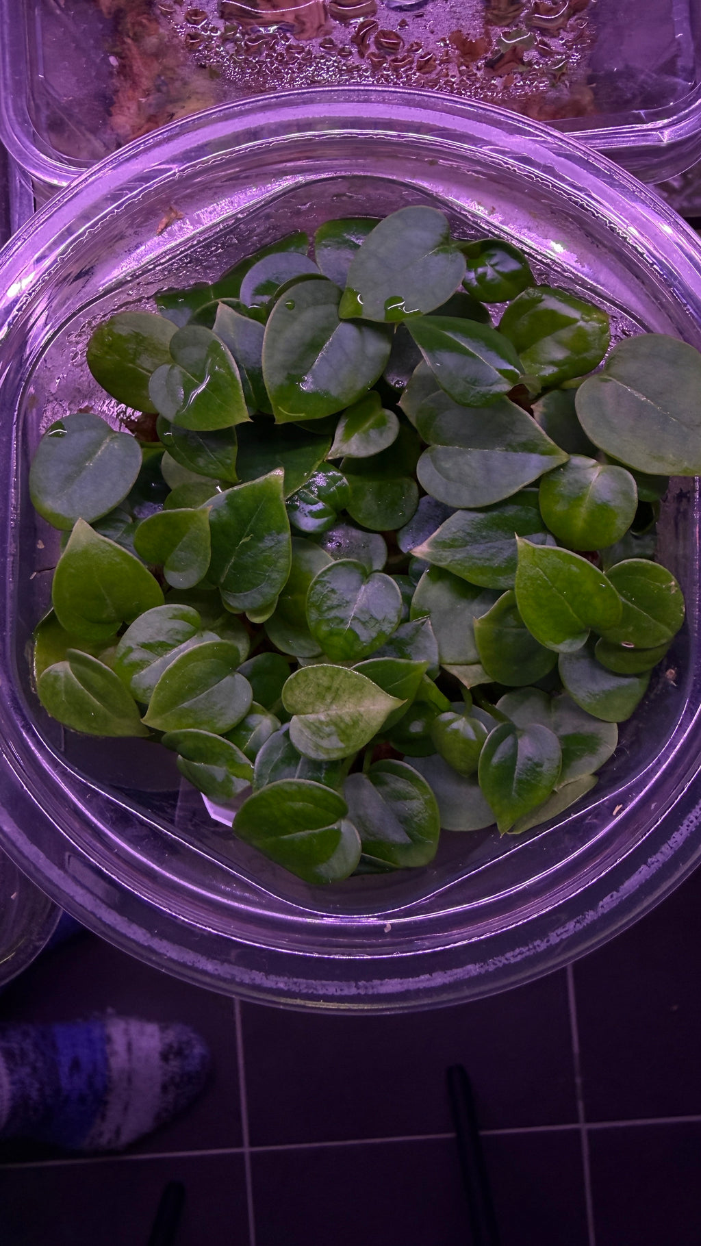 Anthurium CRYSTALLINUM X (ZARA X RED VELVET CAKE) | Seedlings