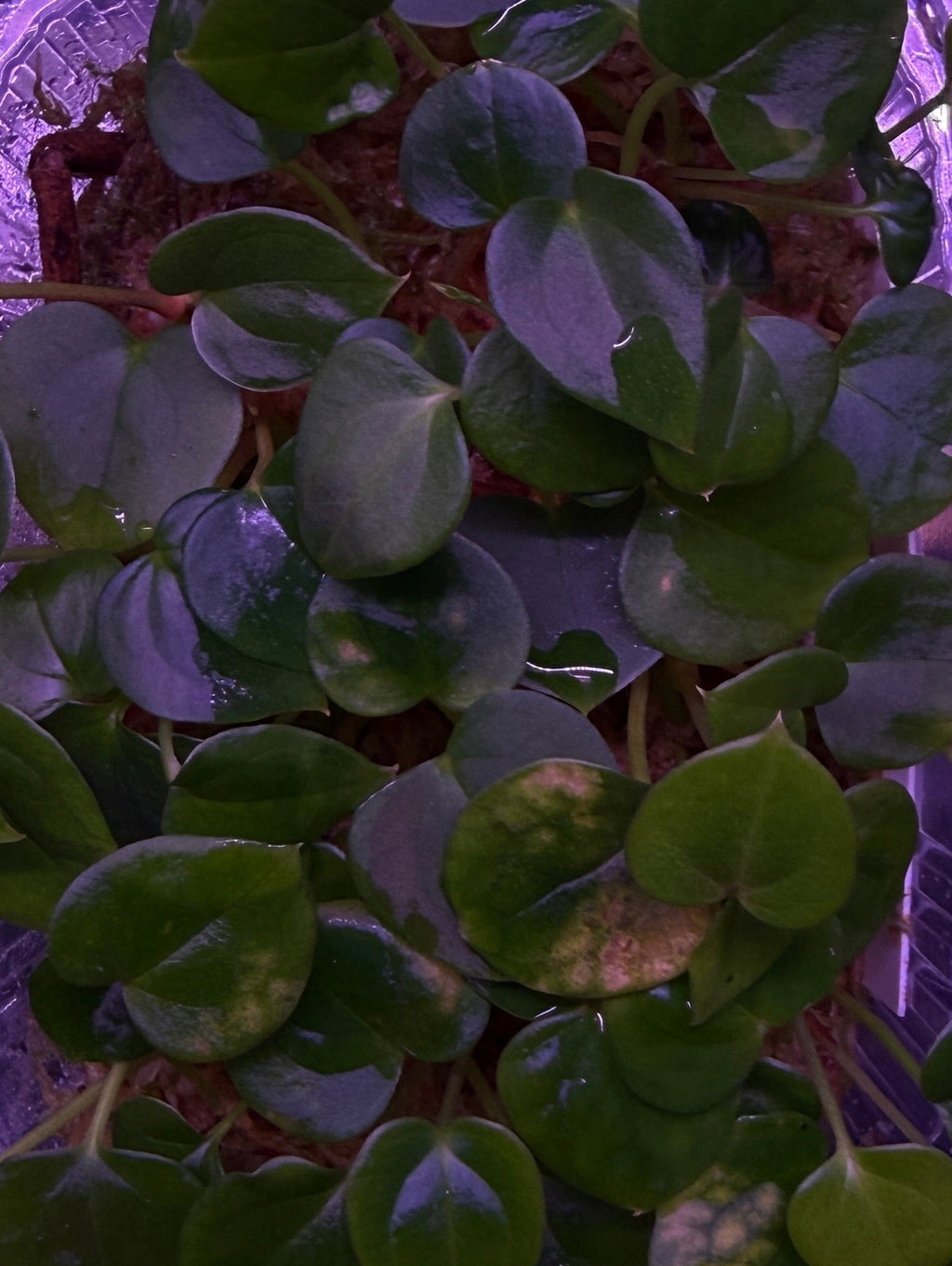 Anthurium (SP BLACK VELVET “VILLAIN“) X (BVEP “ROUND“ X RG #2) | 2 seedlings