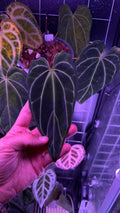 Anthurium BLACK WIDOW ‘13‘ X ‘43‘ | Clone
