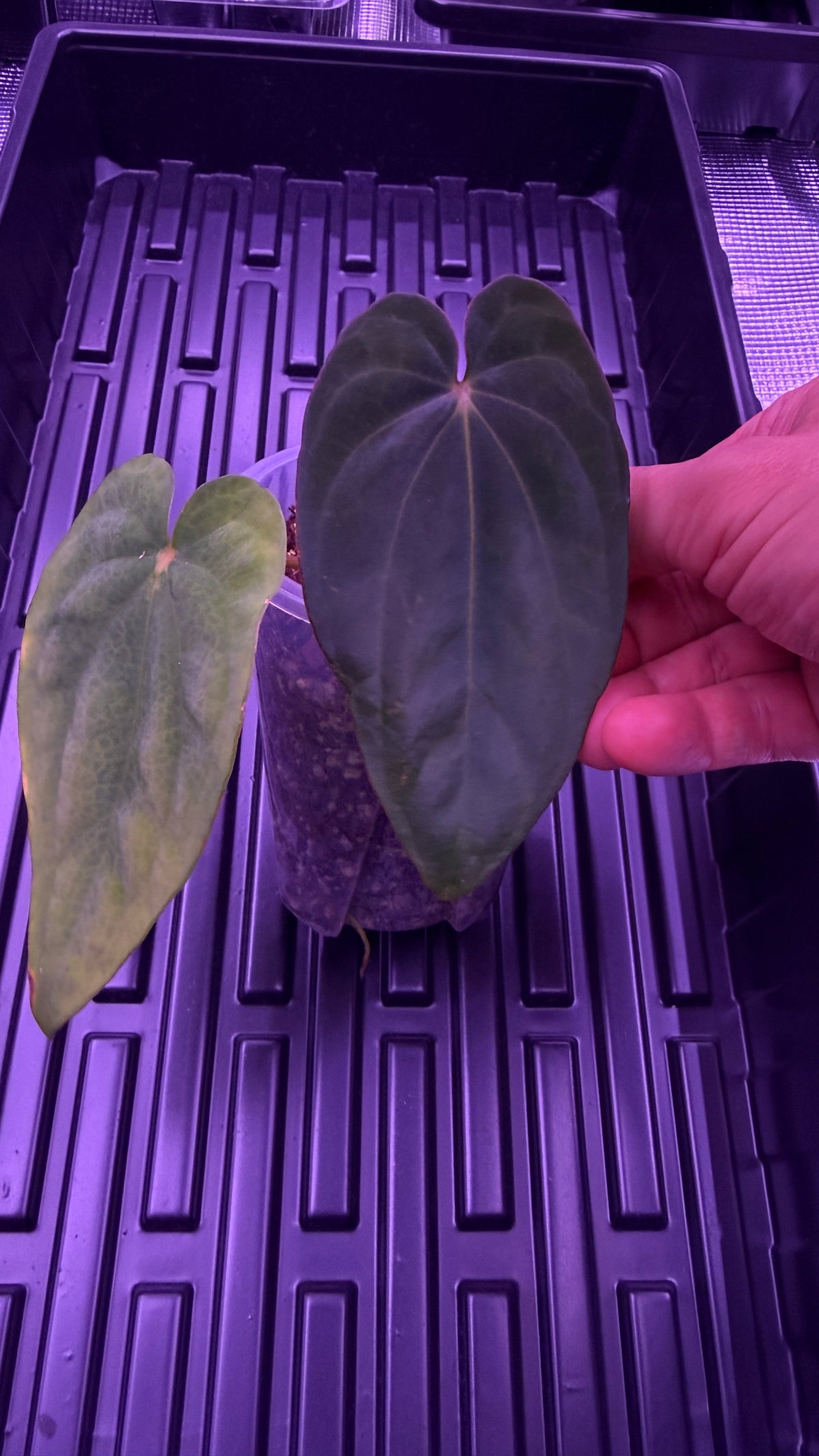 Anthurium BLACK DRESS X RG F2 Dark Clone | Clones