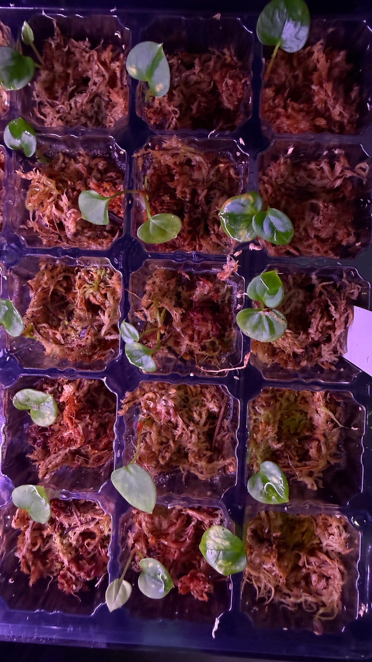 Anthurium (SP BLACK VELVET “VILLAIN“) X (BVEP “ROUND“ X RG #2) | Seedlings