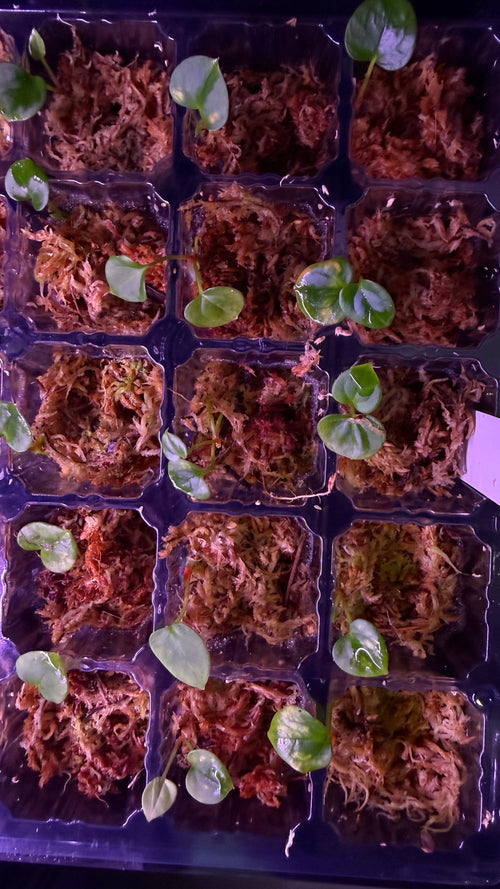 Anthurium (SP BLACK VELVET “VILLAIN“) X (BVEP “ROUND“ X RG #2) | Seedlings