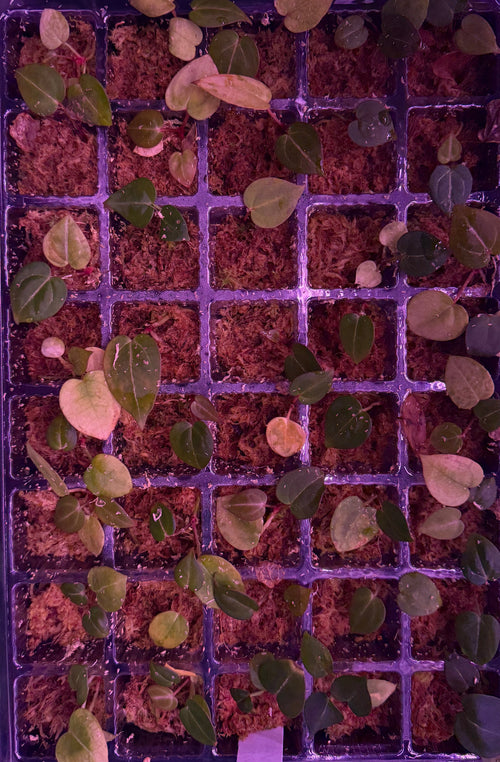 Anthurium (BW x RVC) Z2 X M | 2 seedlings