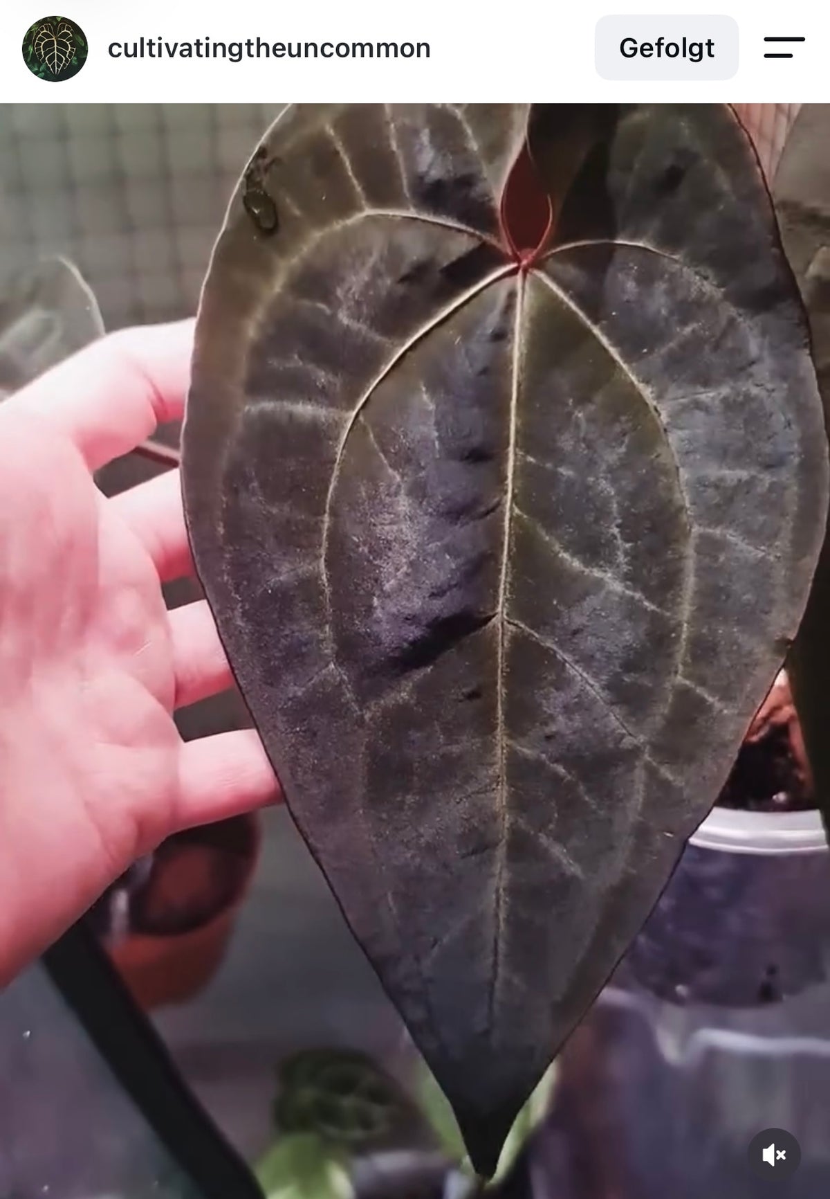 Anthurium ACE OF SPADES DF | Clone