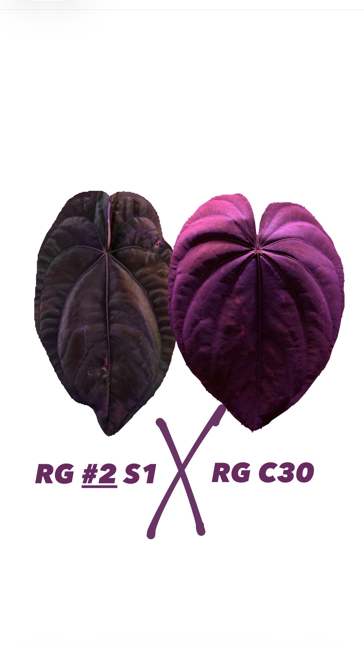 Anthurium Dressleri RG #2 S1 X RG C30