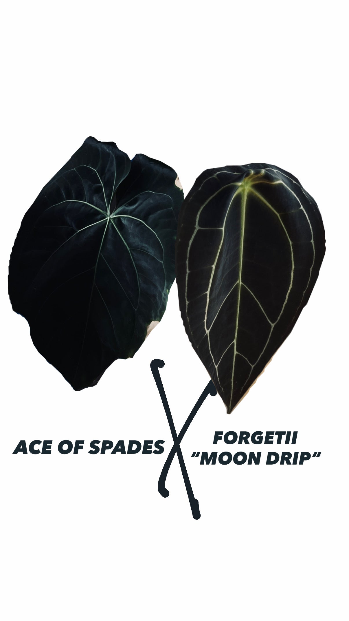 Anthurium Ace of Spades X Forgetii “Moon Drip“