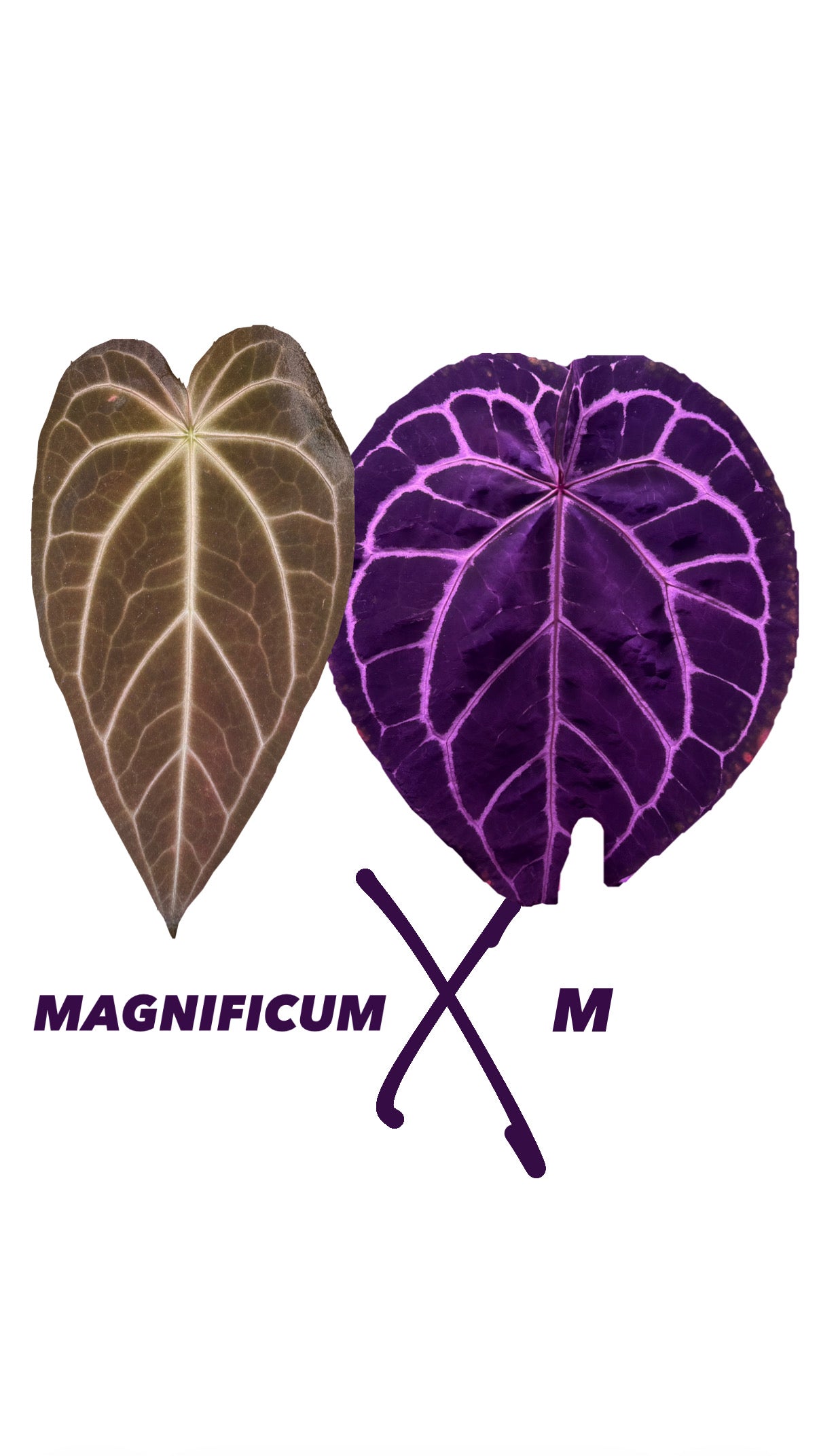 Anthurium Magnificum X M | 2 seeds