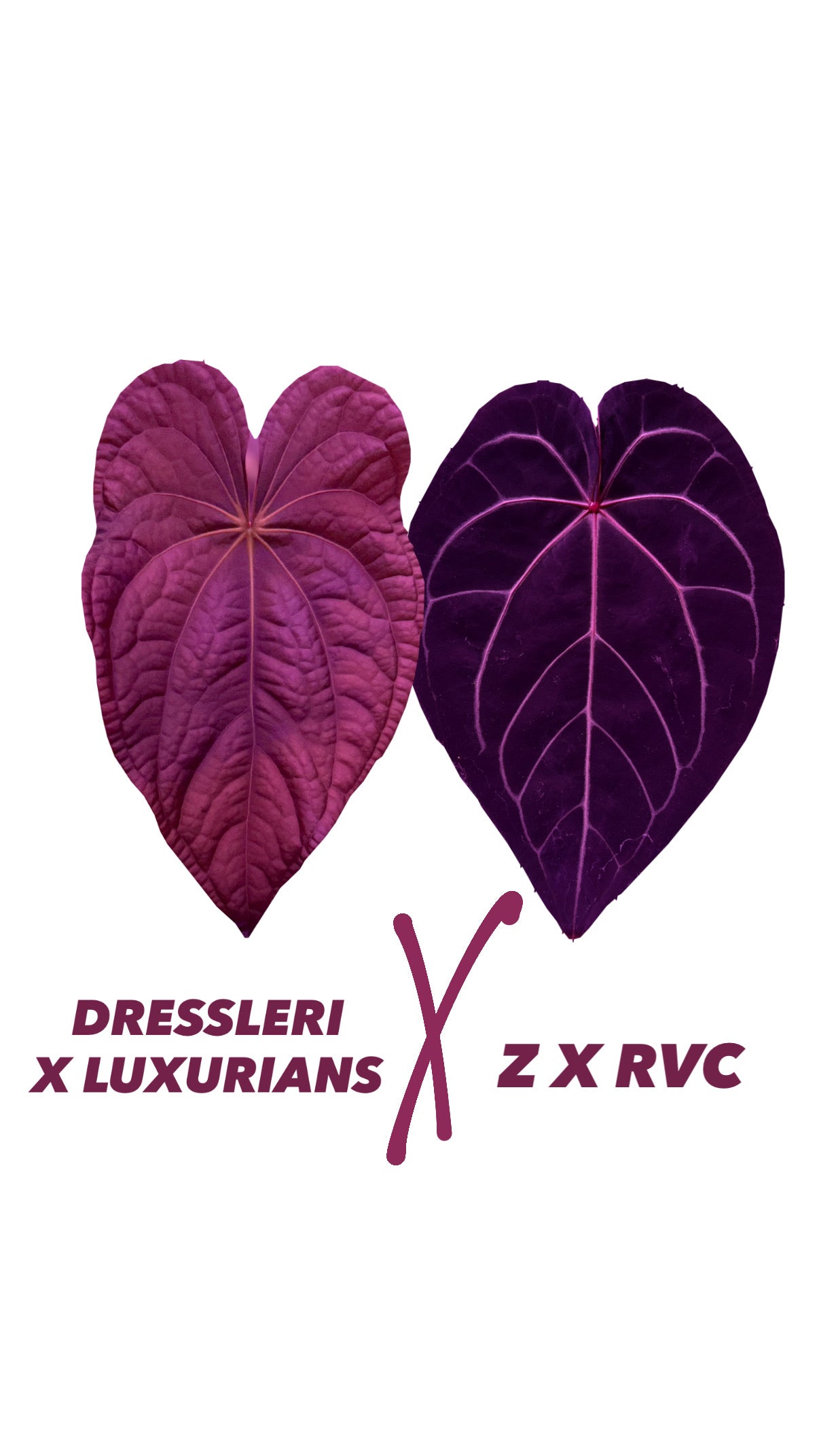 (DRESSLERI X LUXURIANS) X (Z X RVC) | 1 germinated seed