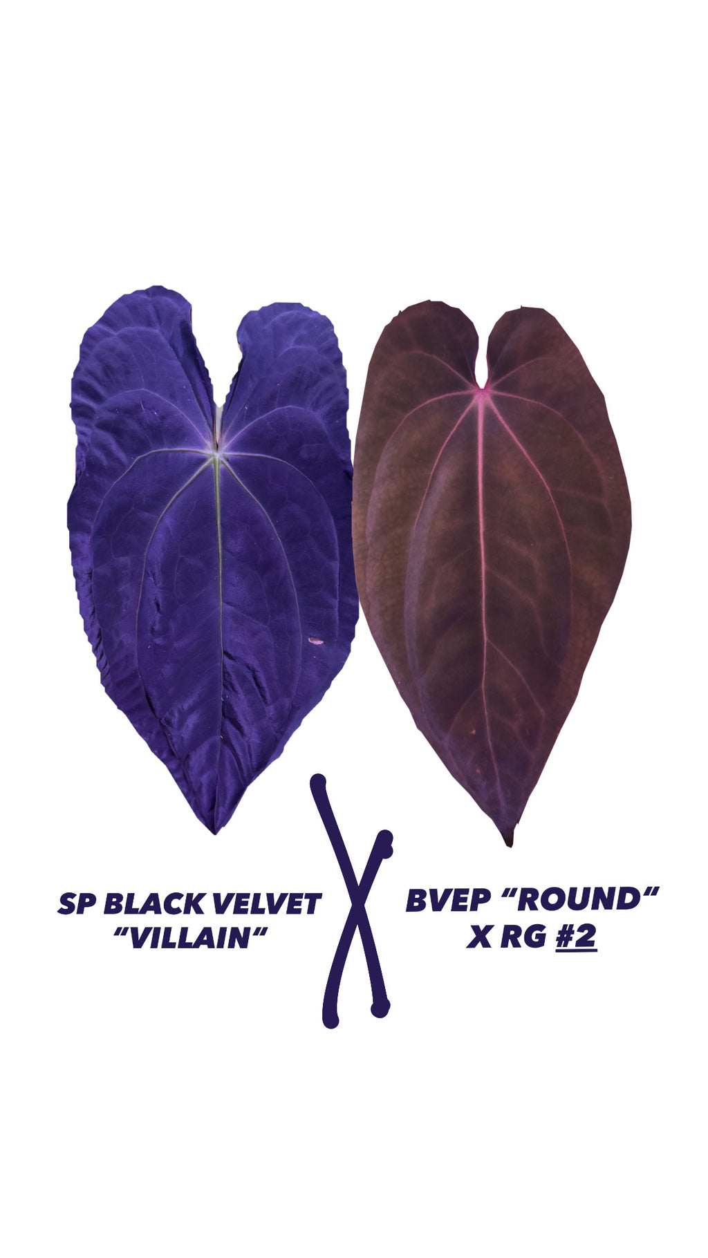 Anthurium (SP BLACK VELVET “VILLAIN“) X (BVEP “ROUND“ X RG #2) | 2 seedlings