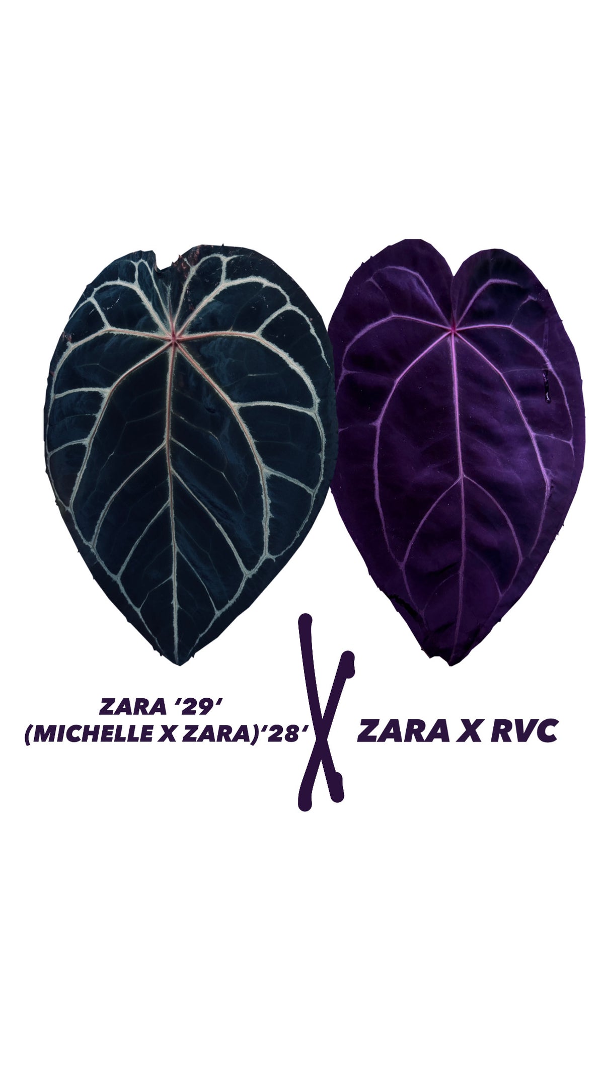 Anthurium (ZARA ‘29‘ X (MICHELLE X ZARA) ‘28‘) X (ZARA X RVC) | 1 germinated seed