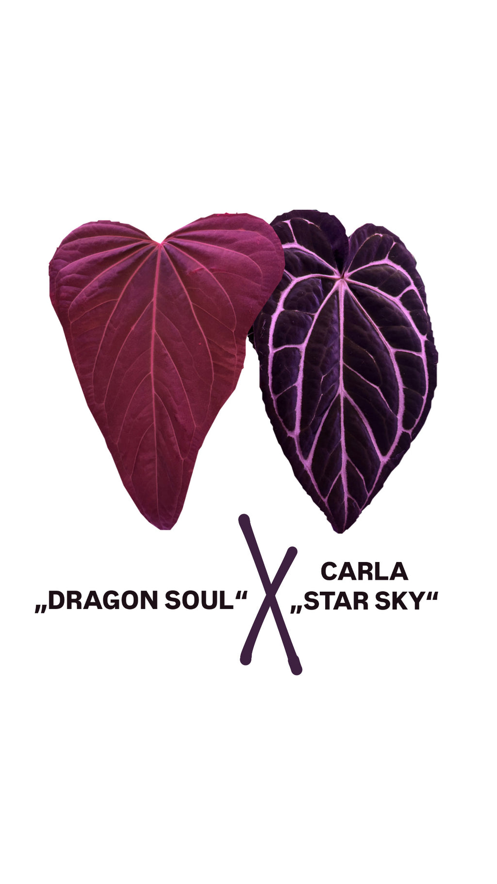 Anthurium „DRAGON SOUL“ X CARLABLACKIAE „STAR SKY“