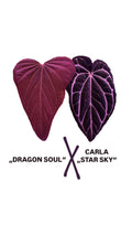 Anthurium „DRAGON SOUL“ X CARLABLACKIAE „STAR SKY“ | 2 seeds