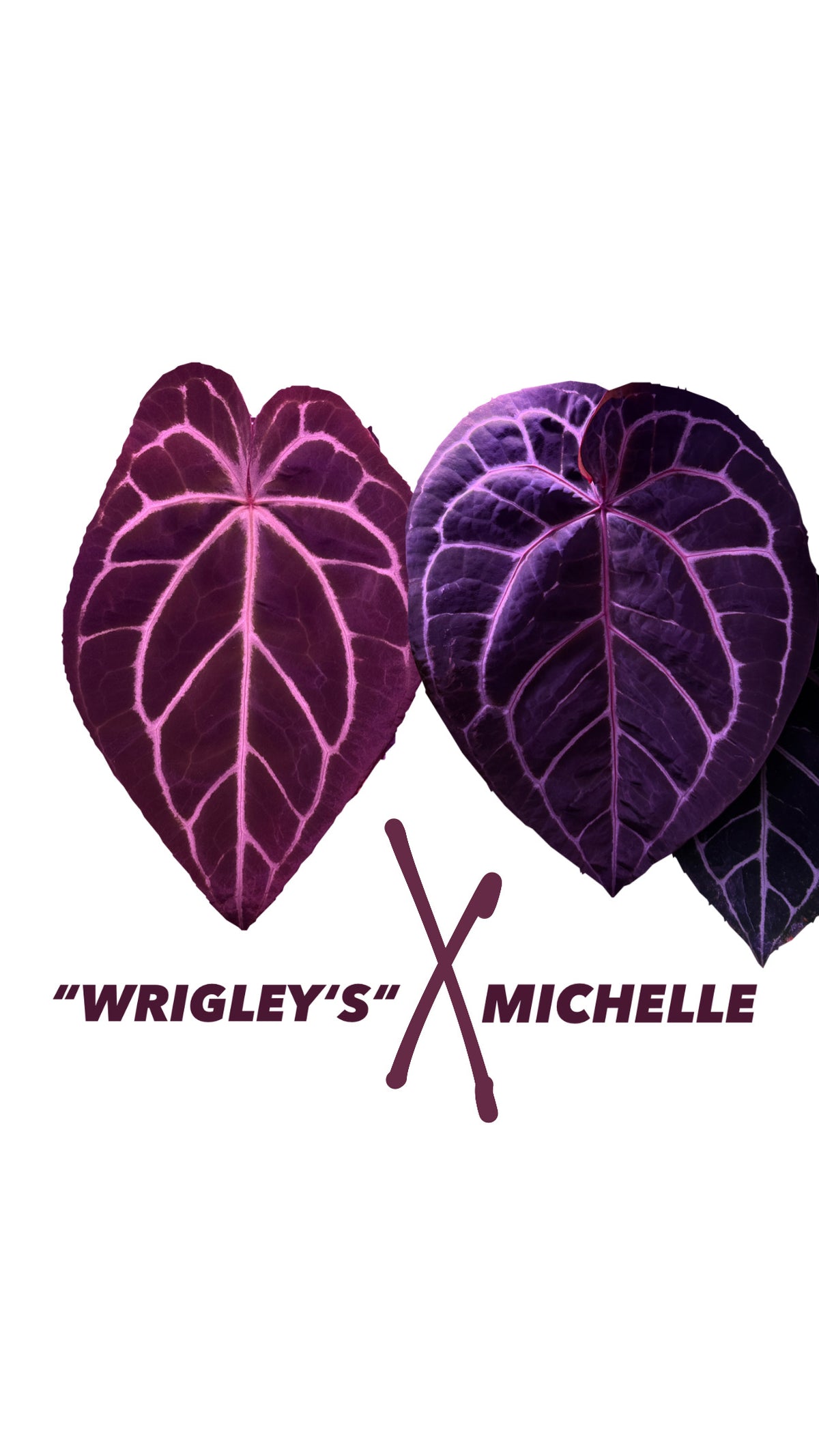 Anthurium WRIGLEY´S X MICHELLE | 1 Seedling